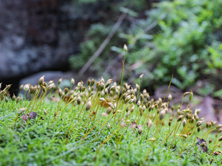 Close-up of moss with sporophytes in a forest, macro nature background