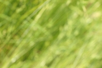 Blurred green grass background with soft focus, creating a serene and tranquil atmosphere, ideal for nature-themed designs and environmental concepts