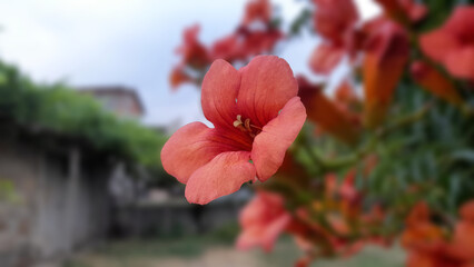 The flower in the image belongs to the Campsis radicans species, scientifically known as the Persian trumpet or trumpet vine.