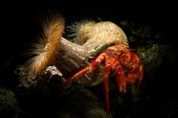 Red Hermit crab (Dardanus calidus) with parasitic anemones (Calliactis parasitica) on its shell. Alghero, Sardinia, Italy. Mediterranean sea