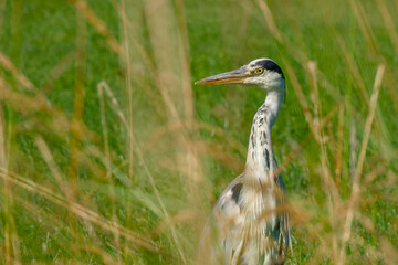 grey heron watching through tall grass