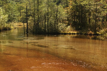 森林に囲まれた赤土の浅瀬と清流