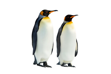 Fototapeta premium Two majestic King Penguins standing side by side. A detailed portrait of a bonded pair of flightless birds isolated on a clean white background.