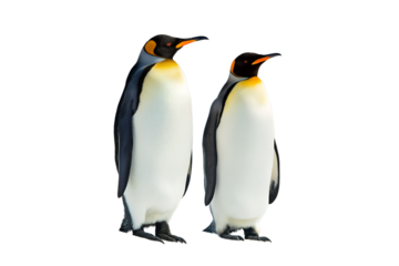 Two majestic King Penguins standing side by side. A detailed portrait of a bonded pair of flightless birds isolated on a clean white background.