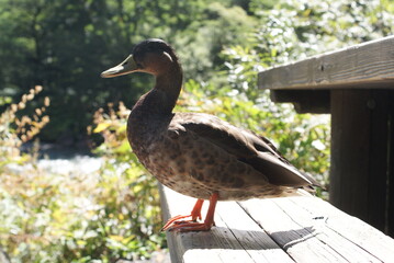 親水デッキで佇む野鴨のポートレート