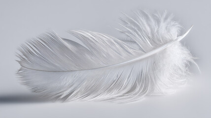 Obraz premium 純白の背景に浮かぶ羽の造形美