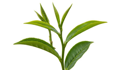 Isolated Tea Leaves