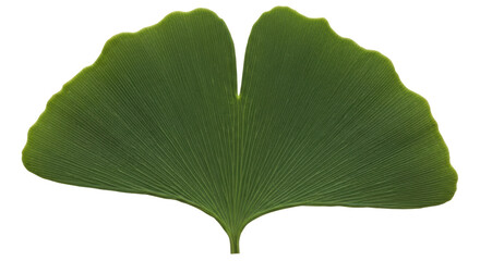 Fototapeta premium Isolated Ginkgo Leaf