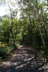 木漏れ日差し込む森の小径散策路