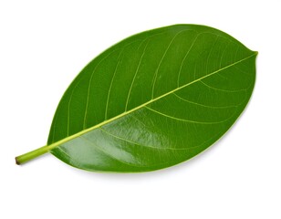 Obraz premium Close-up of a vibrant green jackfruit leaf (2)