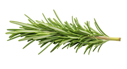 Isolated Fresh Rosemary Sprig