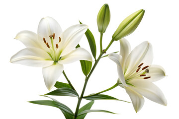Fototapeta premium Elegant White Lilies Flowers and Buds on a Transparent Background