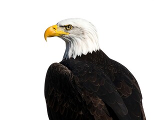 Obraz premium Close-up profile of an eagle (2)