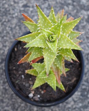 Aloe 'Faine' young succulent plant