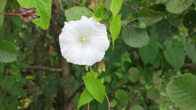 Close-up zoom on a wild white bindweed flower (morning glory) in a natural green setting