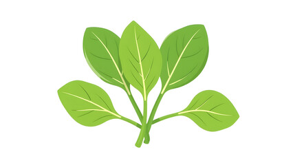 Fototapeta premium Vibrant Green Basil Leaves Illustration for Culinary and Health Concepts