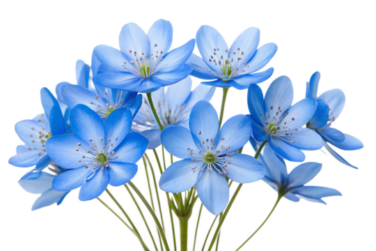 Elegant Blue Hepatica Flowers Bouquet Isolated on a Transparent Background for Design and Decoration