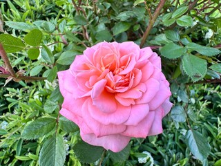 Vibrant Rosa 'Sangerhäuser Jubiläumsrose' in full bloom with lush pink petals and rich green foliage, captured in a natural garden setting.