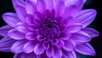 Close-up of a vibrant purple dahlia (1)