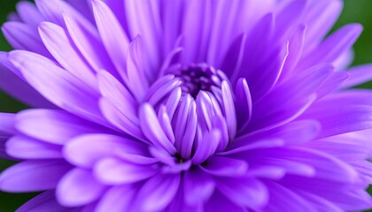 Close-up of a vibrant purple flower (1)