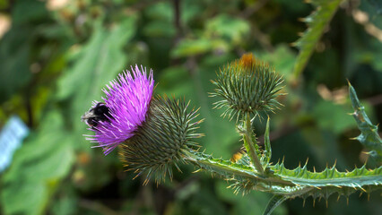 A bumblebee collects nectar from a vibrant purple cotton thistle flower. The close-up view reveals the spiky bud and thorny stem of the Onopordum acanthium. 