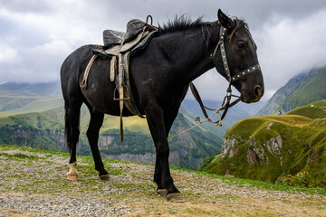 Fototapeta premium A black saddled horse stands on the hill, near Gudauri, Georgia. Historically, horses were vital for trade and defense across the rugged Caucasus. 