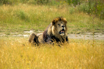 Majestic Male Lion Resting in Tall Grass on a Sunny Day in the Savannah

Description