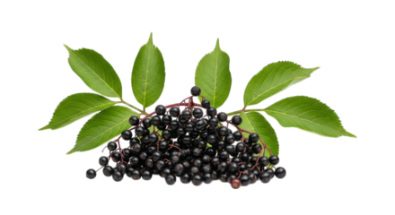 Black elderberries clustered, nestled between leafy sprigs on a black background