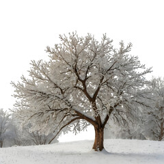 tree in snow
