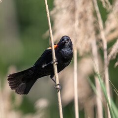 Closeup of red winged blackbird perched looking directly at camera.