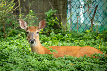 Closeup of a whitetail deer laying down in bushes