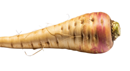 Close-up of a parsnip, cream-colored with slight pink at the crown