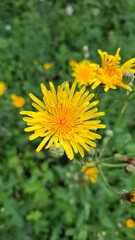 beautiful yellow wildflowers against a background of green grass, summer season