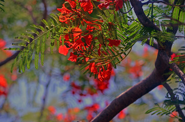 Royal Poinciana Tree Flowers