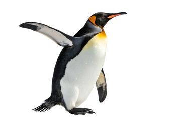 King Penguin Walking with Flippers Out - 3D Illustration