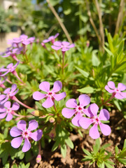 Fototapeta premium Purple creepeing phlox subulata flowers.