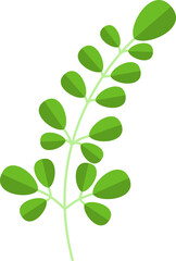 Obraz premium Daun Hijau Tropis Segar 