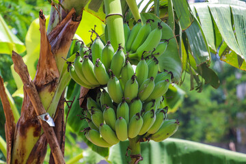 Banana bunch maturing under canopy, vibrant leaves shielding from direct sunlight