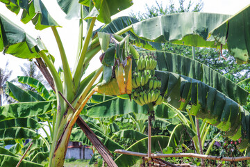 Banana trees in tropical plantation, bearing fruit near bottom leaves