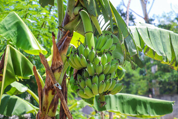 Healthy green bananas growing tightly in clusters under large banana leaves