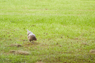 Backyard hen searching for insects in the freshly cut grass, enjoying a chickens life!!