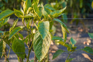 Aphids that feed on the underside of leaves to suck nectar, aphids on the inside of the leaf. Agricultural pest. Infected . Close up, Black pepper aphids infestation. Ants tending to aphids on plant.