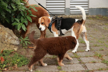 Three dogs are walking on a brick walkway
