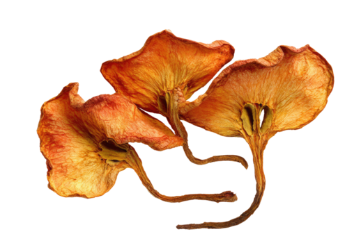 Close-up of three dried, orange-red fungi.  Their  thin, delicate caps and stems curve outward, showcasing intricate textures