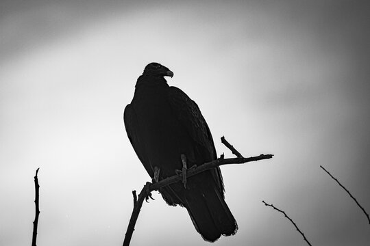 "Vulture, stealthy bird" - " Zopilote, ave sigilosa"