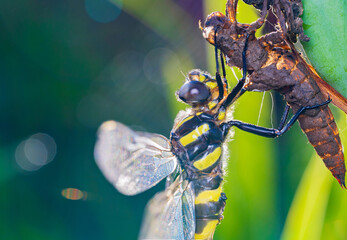 羽化した直後のオニヤンマ