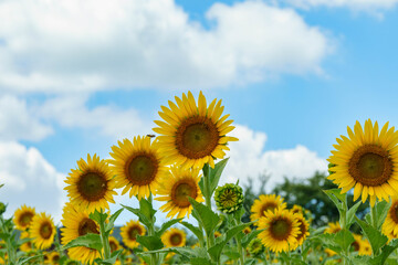 青空に映える向日葵の花