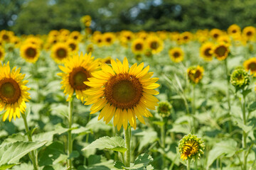 太陽に向かって咲くひまわり畑の花