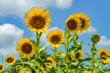 青空に映える向日葵の花