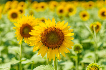 Obraz premium 太陽に向かって咲くひまわり畑の花